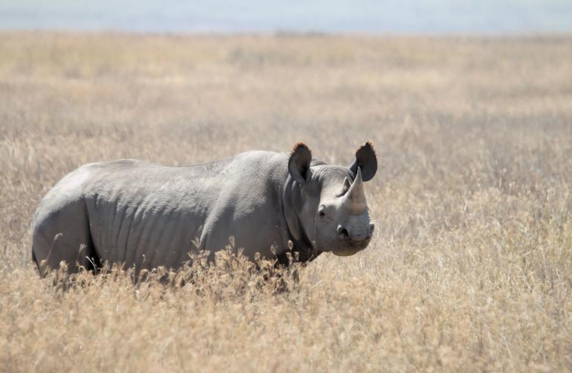 Doi rinoceri negri, găsiți morți în Ciad după ce au fost mutați din Africa de Sud