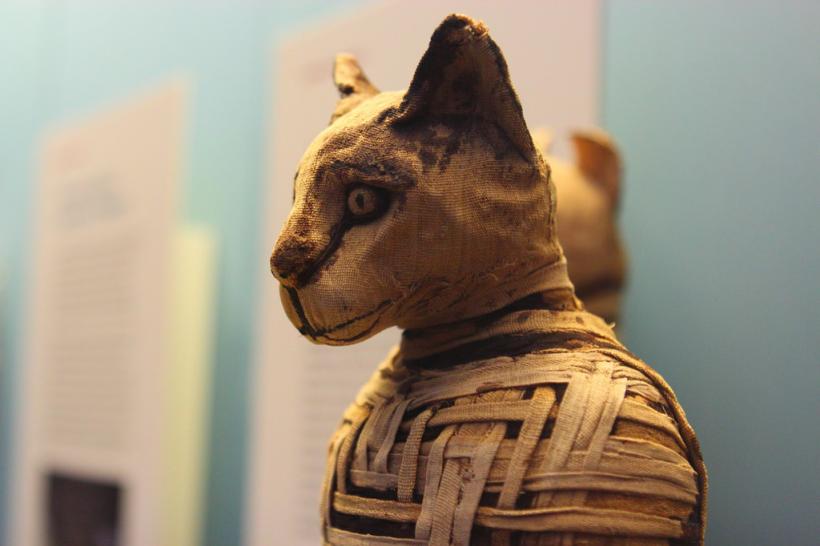 Descoperire NEOBIȘNUITĂ! Zeci de pisici mumifiate au fost găsite în morminte vechi de 6000 de ani
