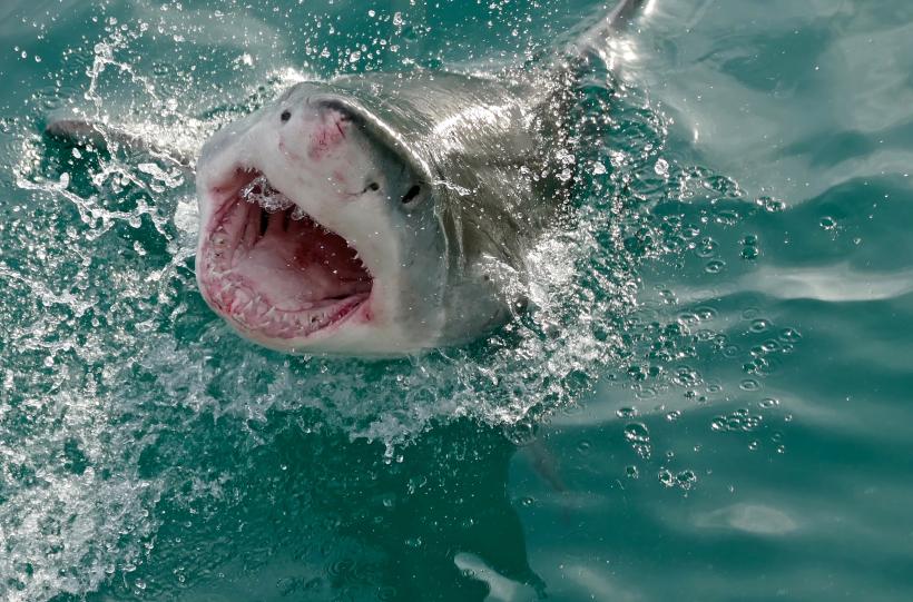 Un adolescent a fost atacat de un rechin în zona coastei de nord a Australiei
