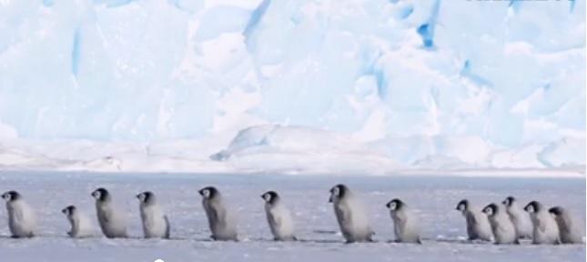VIDEO Imagini din Antarctica, desprinse parcă din filmele lui Walt Disney