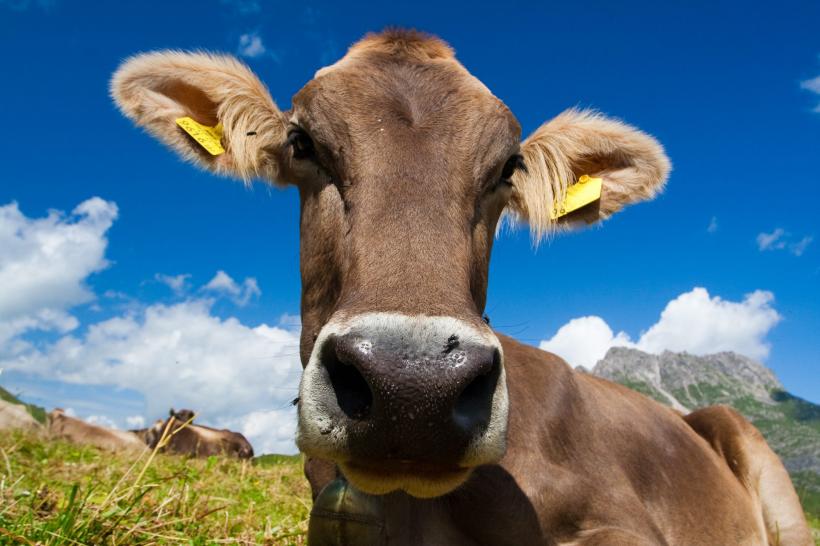 Elvețienii resping prin referendum păstrarea coarnelor vacilor 