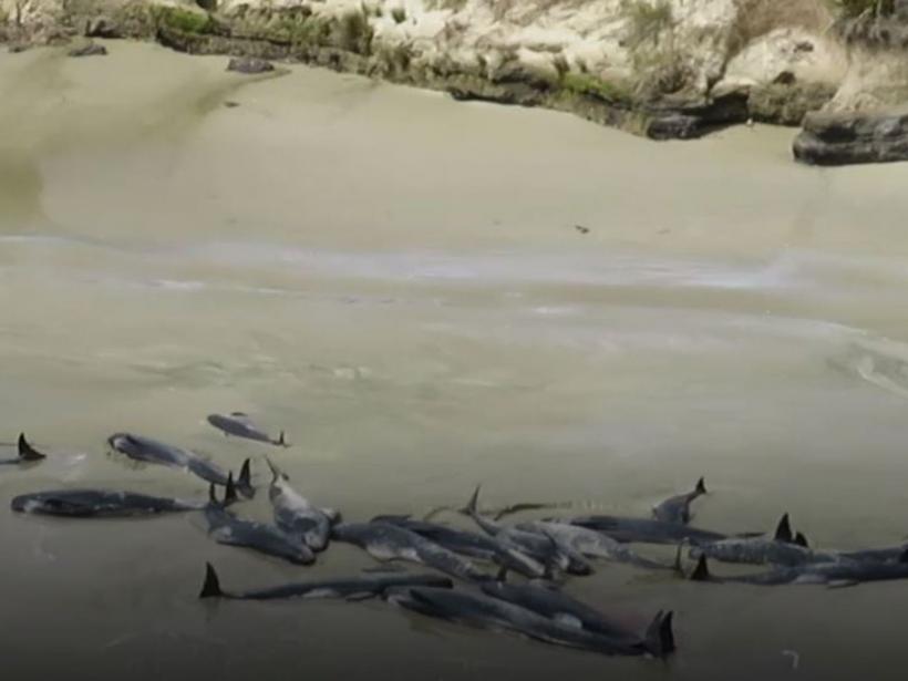 VIDEO Dezastru în Noua Zeelandă: 145 de balene, moarte pe o plajă