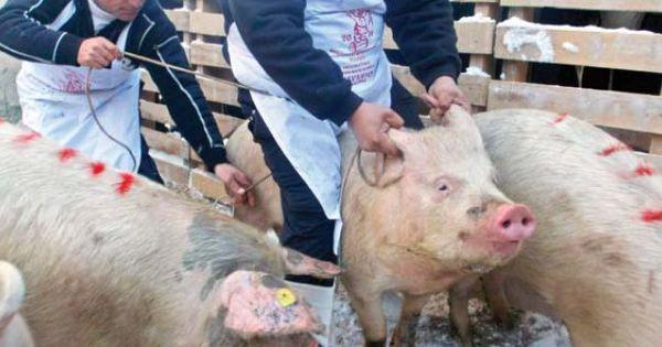 Olt: Localnicii au alungat autoritățile venite să le ucidă porcii ,,cu pestă”