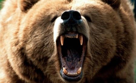 Panică într-o localitate din Argeș! Ursul le mănâncă oamenilor animalele din gospodărie
