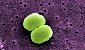 Bacteria existentă pe pielea tuturor devine rezistentă la antibiotice