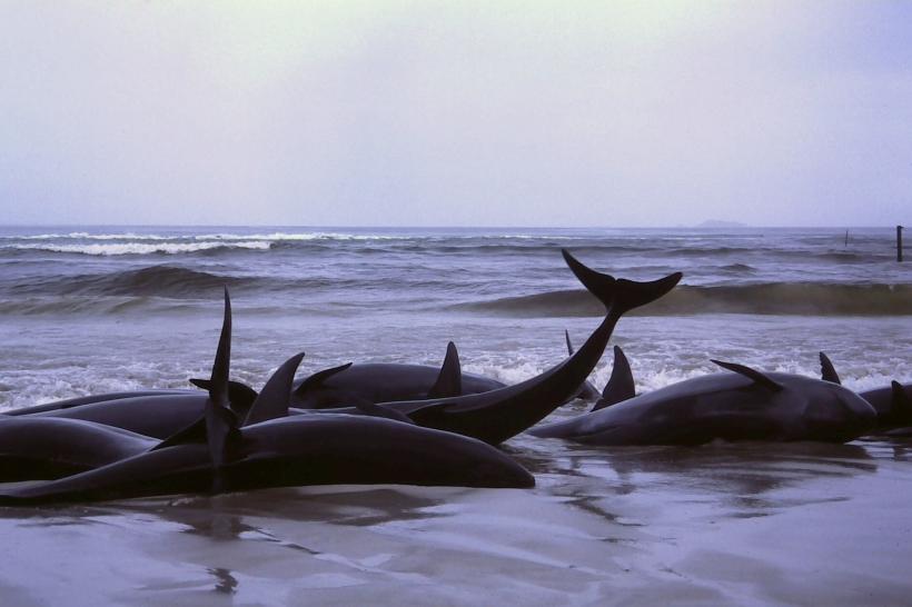 51 de balene au murit pe o plajă din Noua Zeelandă
