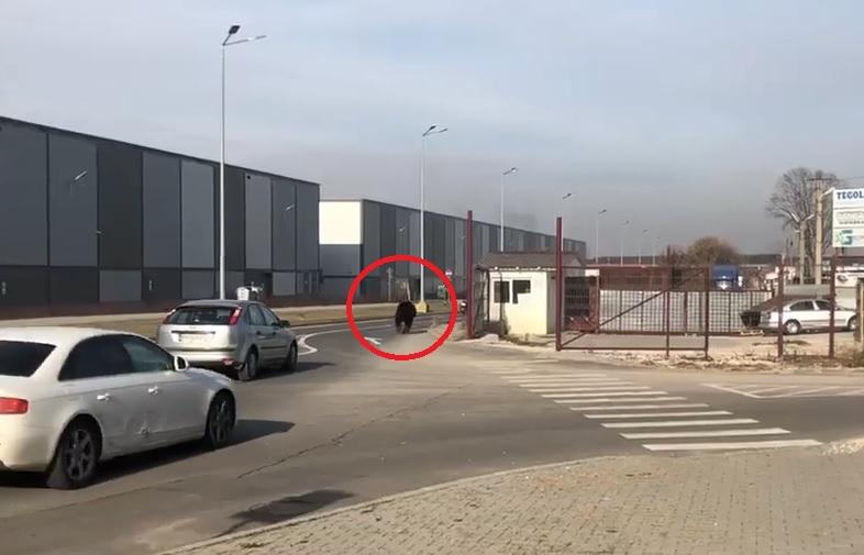 Un urs a provocat panică în Braşov  