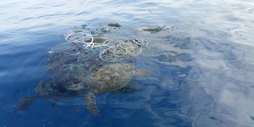 Poluarea cu plastic a contaminat chiar și cele mai adânci zone de pe planetă