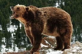 Un bărbat a fost atacat de un urs pe o păşune din Sibiu