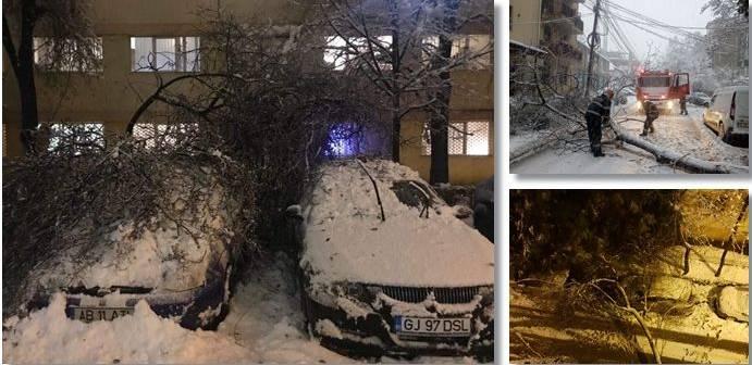 Efectele ninsorii și viscolului: 150 de copaci au căzut în București și 16 județe