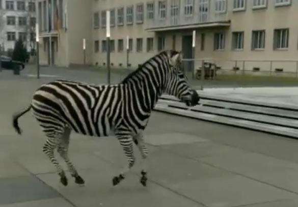 VIDEO Patru zebre, evadate de la circ, au luat-o la fugă prin Dresda 