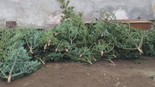 Peste 9.000 de pomi de Crăciun au fost confiscați