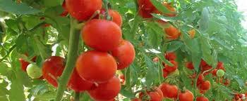 Programul de sprijin pentru tomatele româneşti continuă şi în 2019. Ministerul Agriculturii alocă 50 de milioane de euro