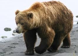 O femeie este în stare gravă după ce un urs i-a smuls braţul la o pensiune din Rusia
