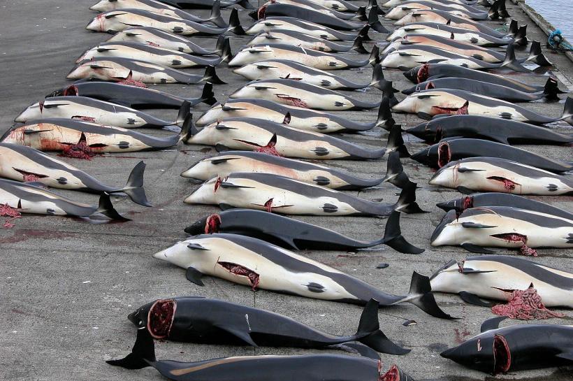Franța „regretă” decizia Japoniei de a relua pescuitul comercial de balene