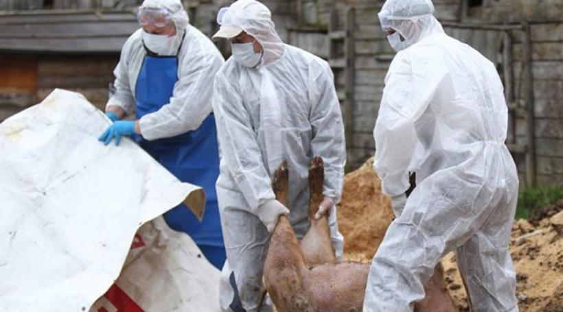 Pesta porcină a fost confirmată la Gugești. 9 animale sacrificate