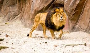 Un leu a ucis o tânără după ce a scăpat de la zoo