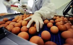 Zeci de mi de ouă contaminate au fost retrase de la comercializare în Olt