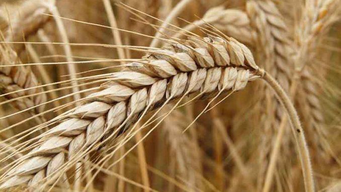 Rusia pregăteşte întărirea controalelor asupra exporturilor de cereale