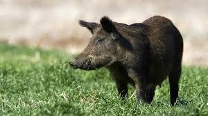 Alertă în Sălaj: Un nou caz de pestă porcină africană confirmat la un porc mistreţ
