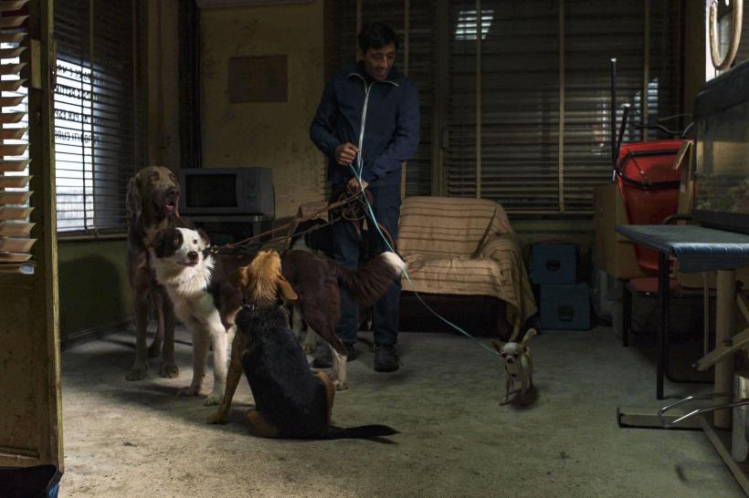 Frizerul de câini - câștigătorul Premiului Palm Dog va susține câinii abandonați