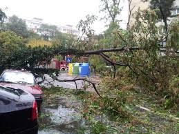 Vântul face ravagii în Capitală! Copaci căzuţi peste maşini şi stâlpi de electricitate rupţi