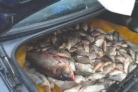 Captură în portul Constanţa: 200 de kilograme de peşte fără documente legale, confiscate de poliţiştii de frontieră