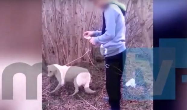 Monstrous! Un băiat din Dâmbovița a incendiat un câine, în timp ce prietenul său filma întreaga scenă