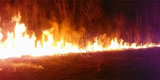 Incendiu de vegetaţie uscată în Giurgiu, pe o suprafaţă de 60 de hectare