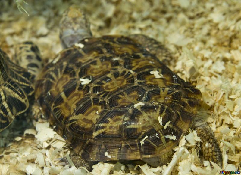O specie de broască ţestoasă descoperită recent este pe cale de dispariţie