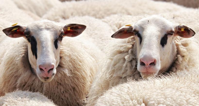 România a reluat în forţă exportul de oi în Iran