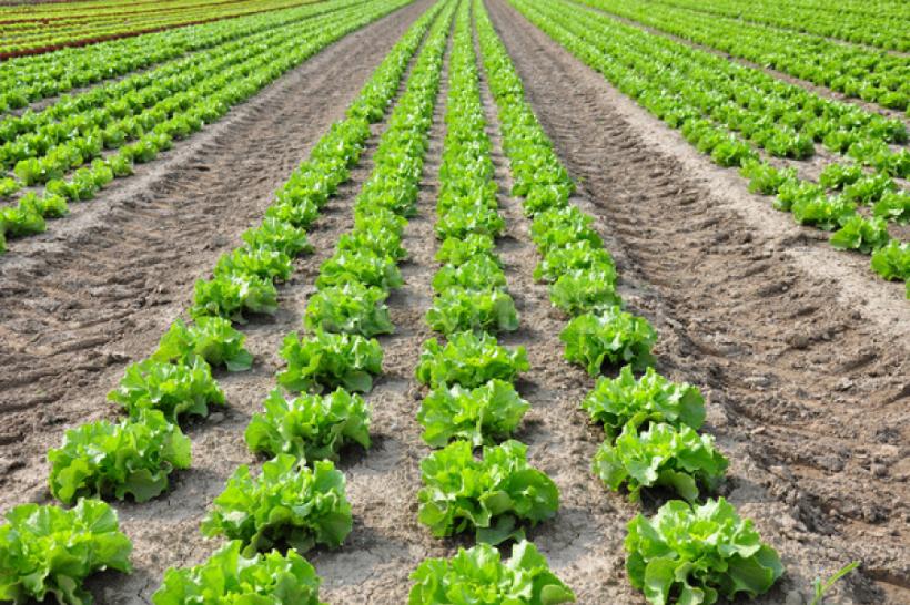 Cum se cultivă salata (sfaturi pentru agricultori)