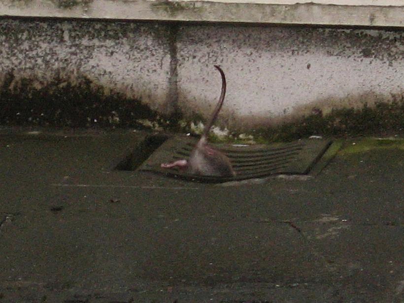 Un șobolan gras a fost eliberat după ce rămăsese blocat într-o gaură de canal