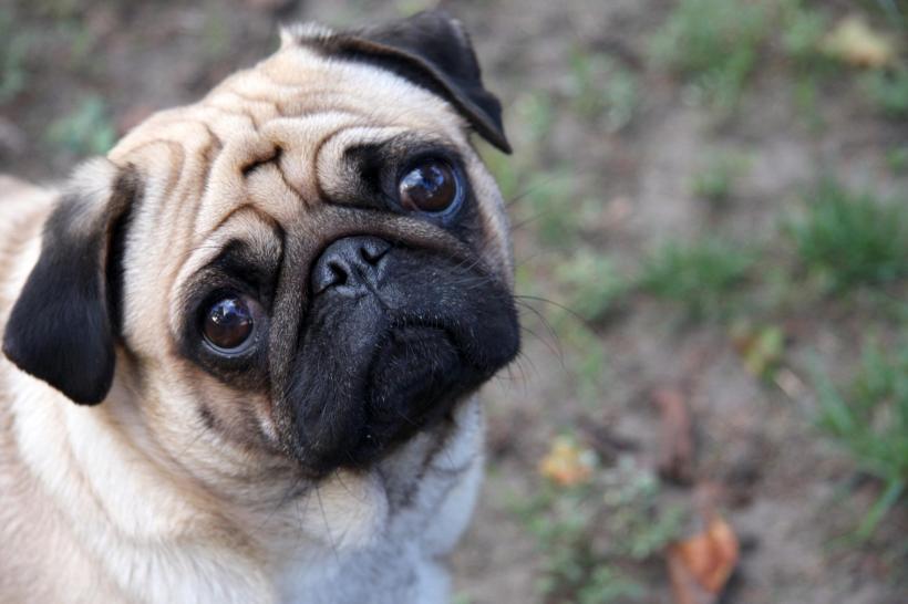 Consiliul unui oraș a vândut câinele unei familii care nu și-a plătit taxele