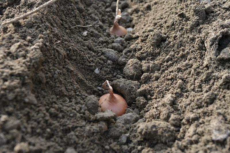 Cum se cultivă ceapa prin arpagic. Sfaturi pentru culturile de primăvară