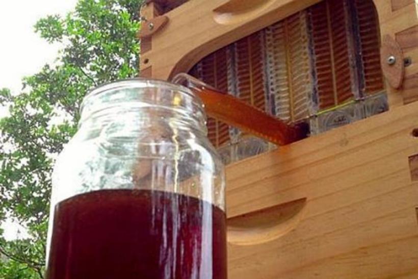 STUPUL care extrage mierea automat (vezi VIDEO)