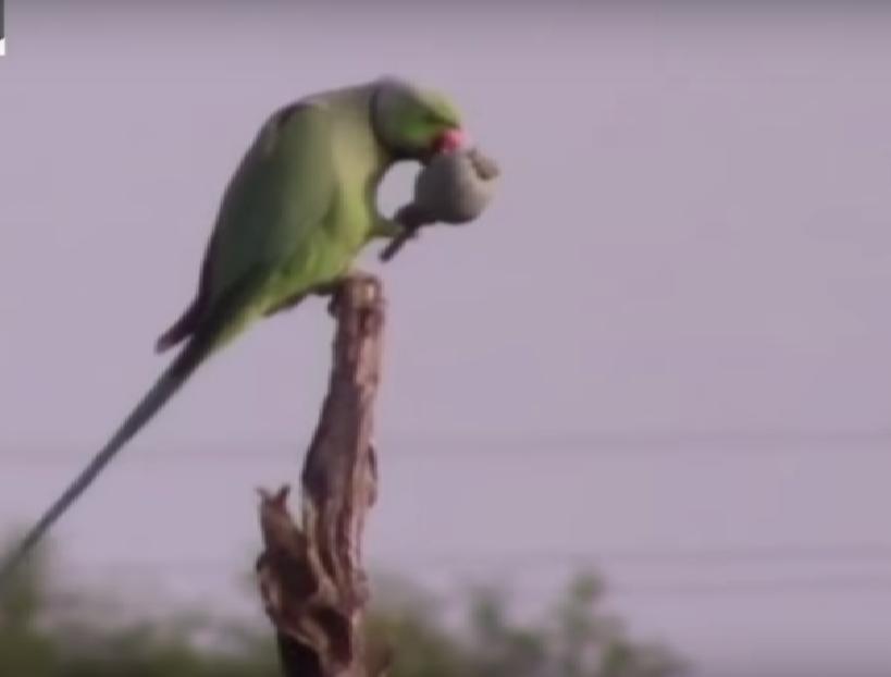 VIDEO. Culturile de mac din India, distruse de papagali dependenți de opiu
