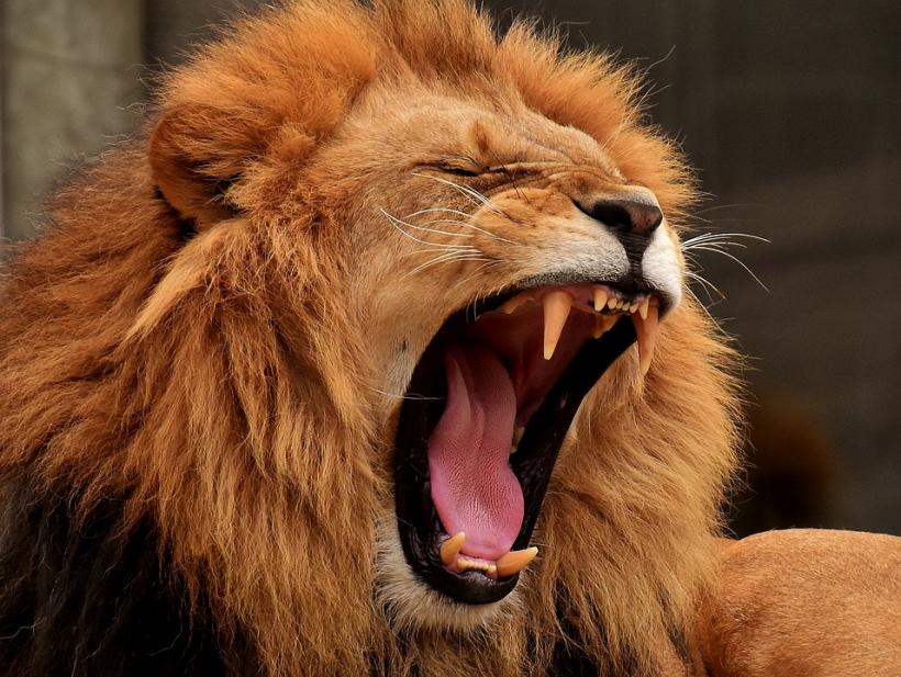 Un bărbat a fost mâncat de viu de către leul său de companie