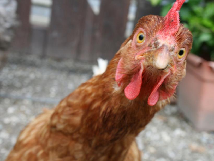 5 metode prin care dezvățăm găinile să își mănânce ouăle (sfaturi pentru agricultori)