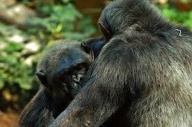 Diversitatea culturală a cimpanzeilor, victimă a activităților umane