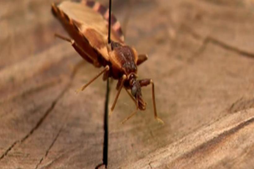 Acest gândac ucide zeci de mii de oameni prin &quot;sărutul&quot; său letal