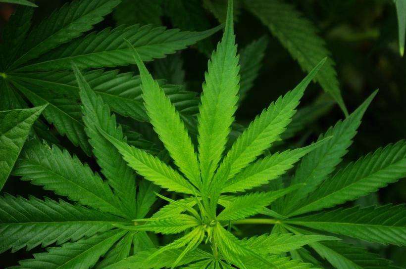 Plantaţie de cannabis în ghivece, descoperită într-o locuinţă din Slatina 