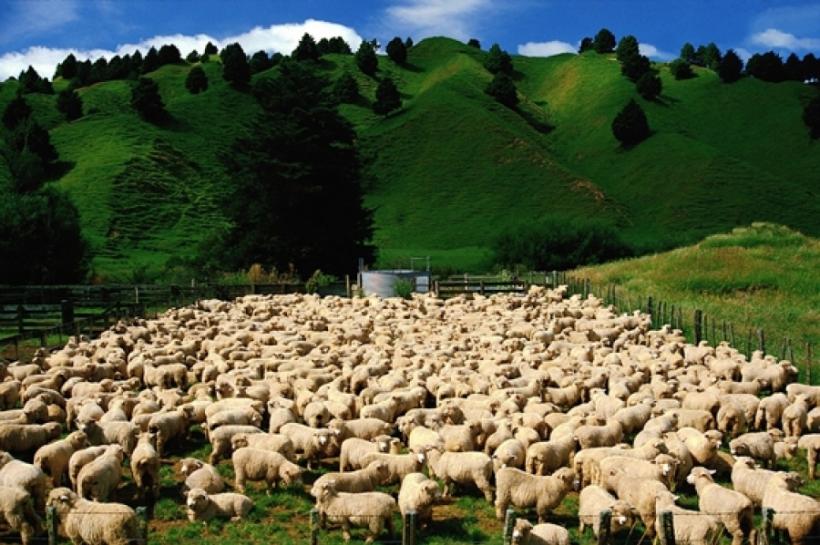 Reguli pentru transhumanţa ovinelor (sfaturi pentru agricultori)