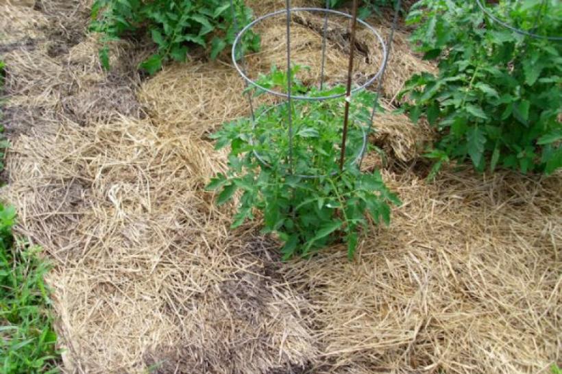 Cultivarea tomatelor prin METODELE MASLOV – o rețetă de succes. Care e cea mai sigură cale să crești randamentul la hectar (sfaturi pentru agricultori)