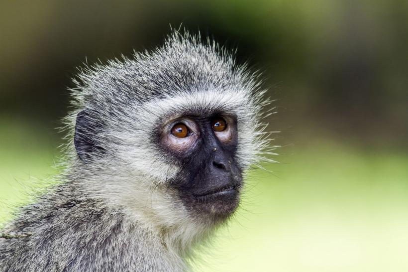 Cercetătorii au creat maimuţe modificate genetic cu similarităţi umane 