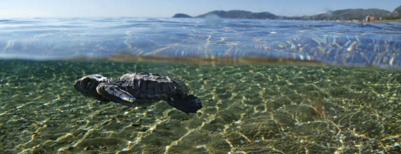 La plajă cu... ţestoasele Caretta-Caretta, pe insula Zakynthos 18655551