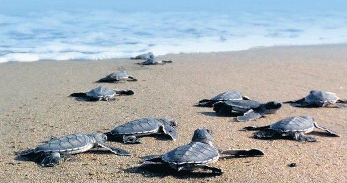 La plajă cu... ţestoasele Caretta-Caretta, pe insula Zakynthos 18655553