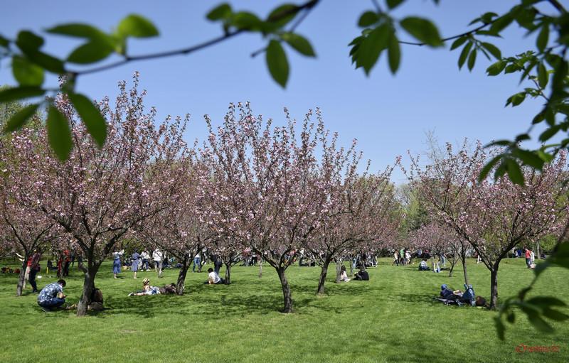 Festivalul &quot;Privitului florilor de cireș&quot;, duminică, în Parcul Herăstrău