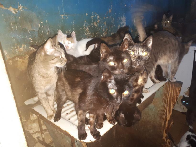 Poliția Animalelor: 41 de pisici erau ținute de ani de zile la limita supraviețuirii, în beznă, în bucătăria unui apartament aflat în sectorul 6