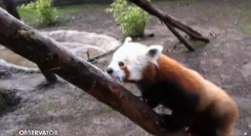 Peggy, o panda roşu unică în România, noul locatar al Grădinii Zoologice din Braşov